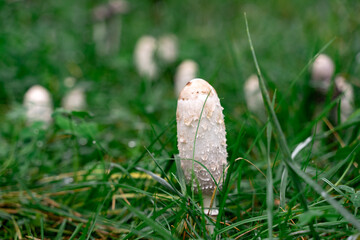 shaggy ink cap mushrooms in the grass
