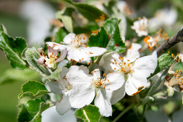 closeup view of fruit tree blooming