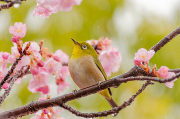 桜の枝にとまるメジロ
