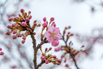 咲き始めた桜のつぼみ