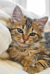 A fluffy tabby kitten gazes contentedly while nestled among soft blankets, showcasing its striking blue eyes and adorable expression. The warm, inviting setting enhances its charming presence.