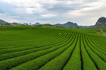 Tea harvest season at Moc Chau tea farm, Son La. The tea harvesting is completely manual, the bright green color of the tea tops is very beautiful. Photo taken in Moc Chau, Son La April 2025.