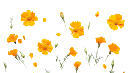 Marigold Flowers for Diwali and Religious Rituals - Isolated on White Background