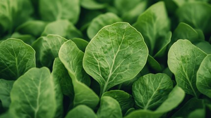 Fresh Green Leaves of Lettuce Surrounded by Lush Foliage in Vibrant Garden Setting Ideal for Healthy Food Choices and Culinary Inspiration