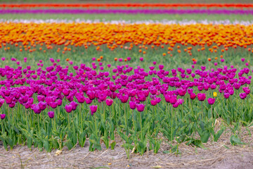 Selective focus of purple and multicolour tulip flowers on the field in countryside farm, Tulips are plants of the genus Tulipa, Spring-blooming perennial herbaceous bulbiferous geophytes, Netherlands