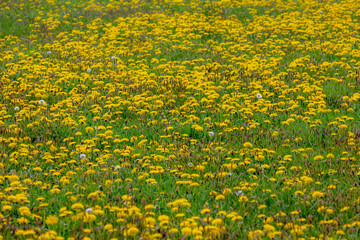 Selective focus of yellow flowers dandelion full on green grass filed in spring, Taraxacum is a...