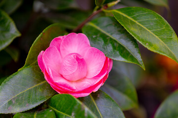 Selective focus of Camellia japonica with green leaves in garden, Purple pink japanese camellia...
