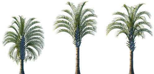 Set of Dypsis decaryi (commonly known as the triangle palm) frontal palm set isolated png on a transparent background perfectly cutout © Viktoria
