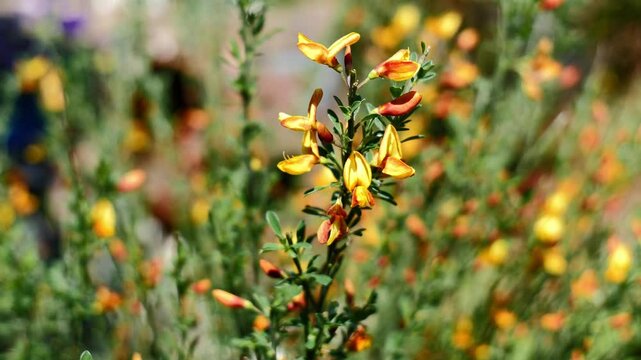 A wonderful yellow broom in a garden