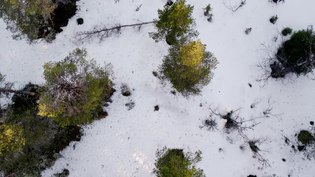 Overhead View of Ringebu Norway Coniferous Forest Coated with Fresh Snow