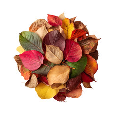 Autumnal leaf arrangement showcasing vibrant color variations against black backdrop