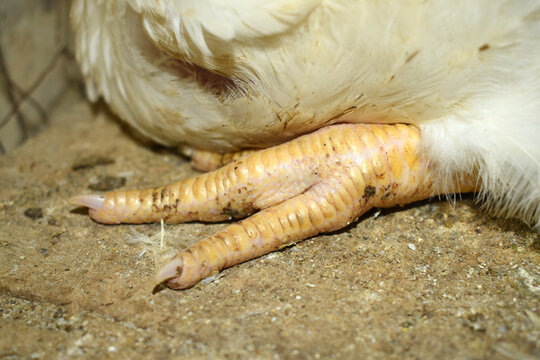 Close up foot image of a broilers hen's foot, Leg of Hen, Chicken feet close up claws, Close-up view of chicken&rsquo;s feet on farmyard ground, Leg of a rooster, the legs of a rooster with scales and claws