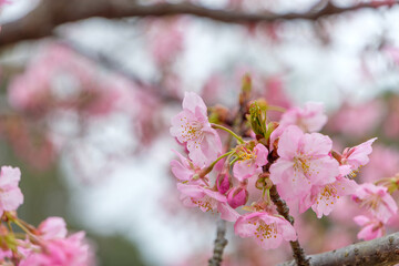 満開の河津桜