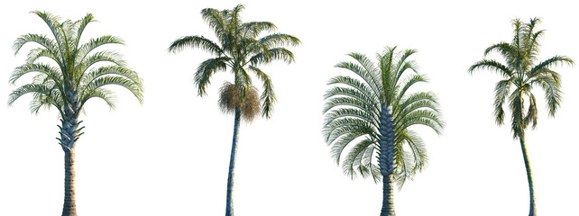Set of Dypsis decaryi and Bentinckia nicobarica frontal palm set isolated png on a transparent background perfectly cutout