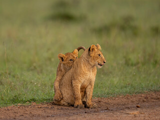 cubs playing