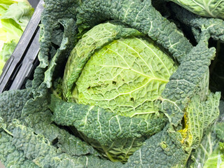 Close-up of fresh savoy cabbage with green leaves in market display
