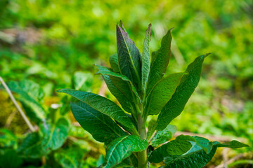Spring plants in mountain forests, green plants
