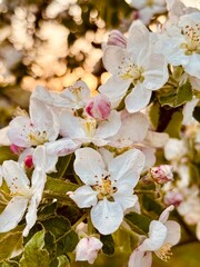 apple tree blossoming in the spring in the garden