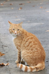 Obraz premium cats in the nature