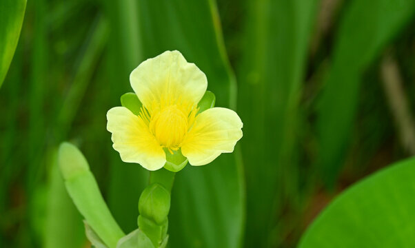 Beautiful close-up of limnocharis flava