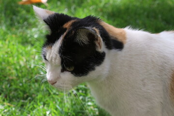 Fototapeta premium cats in the nature