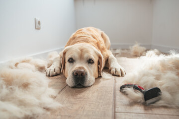 Labrador and Bunch of dog hair after grooming. Spring molt