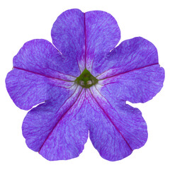 Beautiful Purple Flower with Delicate Petals and Intricate Veins, isolated on transparent background.