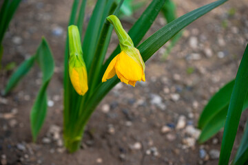 Fototapeta premium Tulip, flower, wildflower, blooming tulip