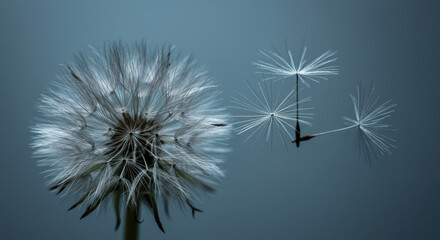 Macro Photography of Dandelion Seed Head: Ethereal, Floating Seeds in Dreamy Atmosphere