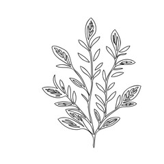 Minimalist Botanical Illustration: Delicate Branch with Elongated Leaf Structures