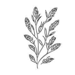Botanical Illustration: Delicate Plant Stem with Intricate Leaf Outlines Design