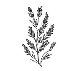 Elegant botanical sprig illustration in minimalist monochrome style for decoration