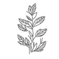 Elegant botanical illustration showcasing detailed leaf structure and organic form