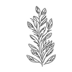 Obraz premium Delicate botanical contour drawing of branching stem with elongated leaves