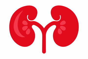 vector illustration of a red kidney