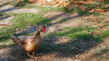 Muscovy duck walking on green grass in sunny rural farm environment