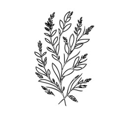 Elegant botanical illustration featuring delicate leaves and slender branches