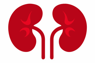 vector illustration of a red kidney