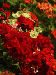 熱情は静かに育つ