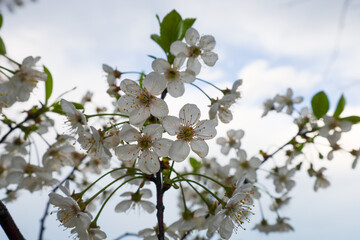 Fototapeta premium Delicate white flowers look particularly bright against a light, slightly cloudy sky. Golden stamens in the center of each flower add expressiveness to them.