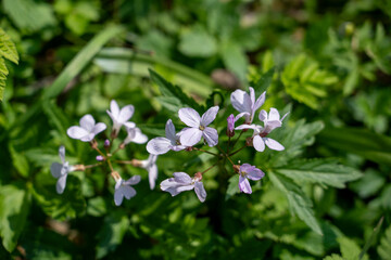 Wildflower, flower, spring wildflower