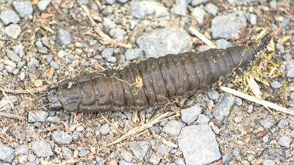Larva of a Hydrophilus piceus beetle crawling on a path, overhead view 