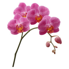Obraz premium Beautiful Pink Orchid Blooming on Elegant Green Stem Close-up, isolated on transparent background.