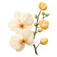 Obraz premium Elegant White Orchid and Yellow Buds in Blooming Arrangement, isolated on transparent background.