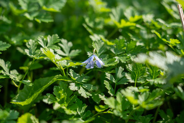 Wildflower, flower, spring wildflower