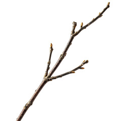 Close-up of a tree branch with buds