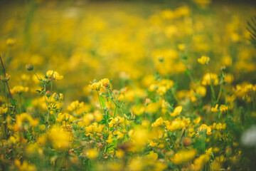 Natural floral background. Beautiful field of yellow wildflowers