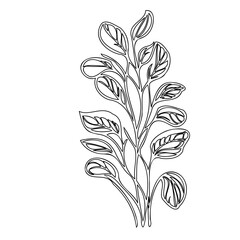 Minimalist botanical line drawing: Elegant plant illustration on a clean background