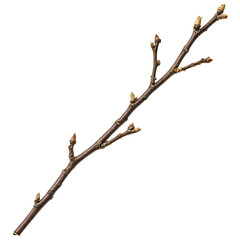 Detailed close-up of a tree branch with buds