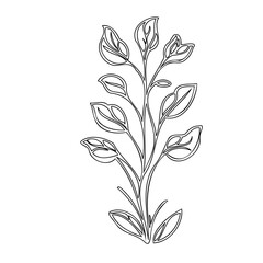 Botanical drawing of a verdant sprig with elegant leaves on a white backdrop